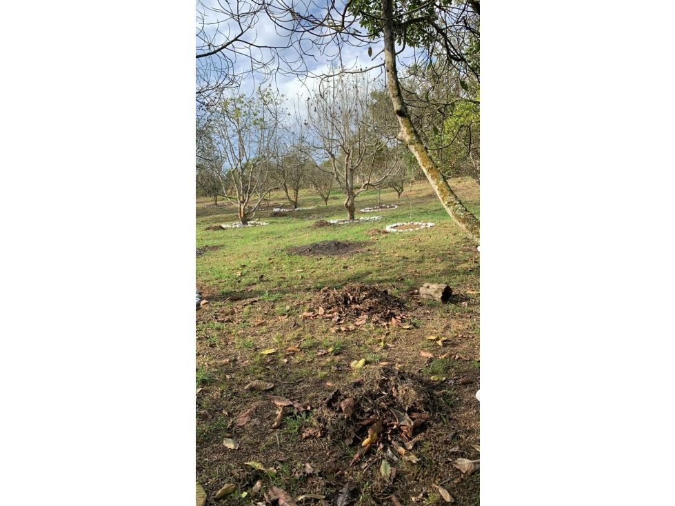 Lote en venta Valle Del Cauca La Cumbre La Cumbre 9000 m2 Habitaciones 0 Baños 0 Garajes 0 Precio $490000000