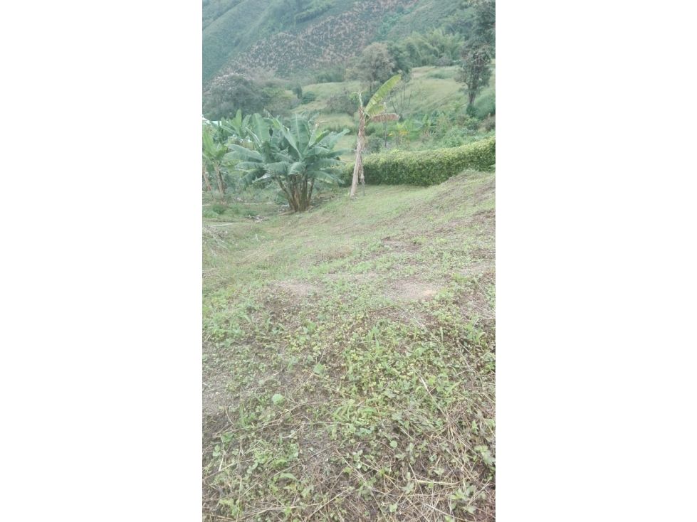 Lote en venta Caldas Palestina Palestina 665 m2 Habitaciones 0 Baños 0 Garajes 0 Precio $200000000