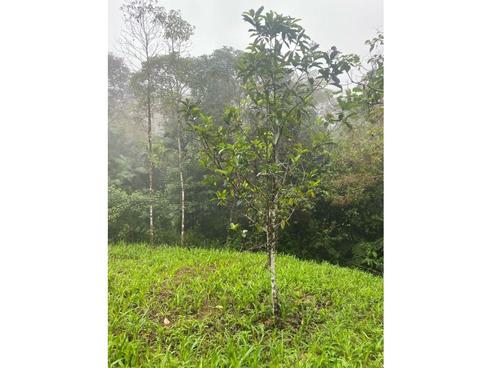 Lote en venta Valle Del Cauca La Cumbre La Cumbre 10 m2 Habitaciones 0 Baños 0 Garajes 0 Precio $128000000