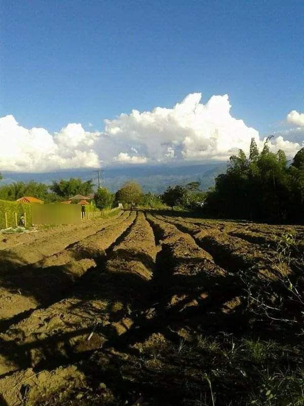 Lote en venta Quindío Armenia Sector Centro 0 m2 Habitaciones 0 Baños 0 Garajes 0 Precio $800000000