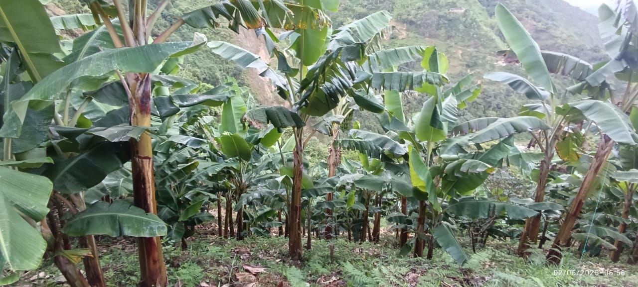 Finca en venta Antioquia Abejorral Rodeo Alto 50000 m2 Habitaciones 0 Baños 1 Garajes 0 Precio $230000000