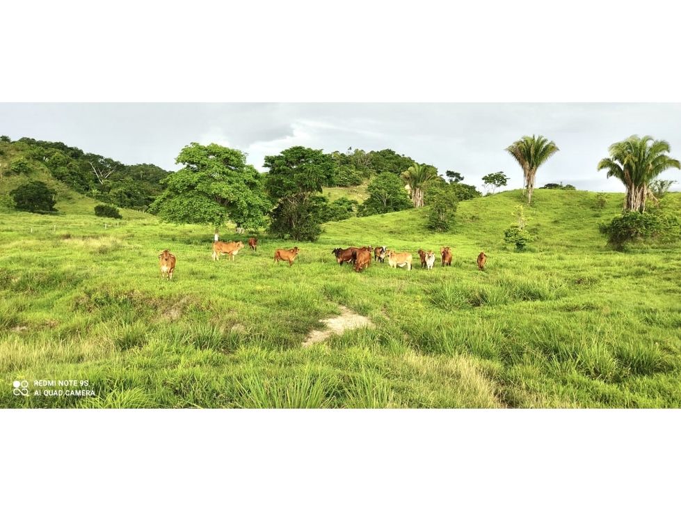 Finca en venta Boyacá Puerto Boyacá Puerto Boyacá 150 m2 Habitaciones 7 Baños 3 Garajes 2 Precio $4000000000