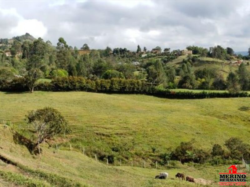 Lote en venta Antioquia Rionegro Centro 11700 m2 Habitaciones 0 Baños 0 Garajes 0 Precio $1755000000
