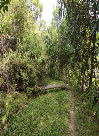 Lote en venta Caldas Pácora Pácora 27 m2 Habitaciones 0 Baños 0 Garajes 0 Precio $46441000