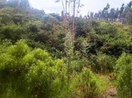 Lote en venta Boyacá Duitama Centro 1171600 m2 Habitaciones 0 Baños 0 Garajes 0 Precio $5908000000