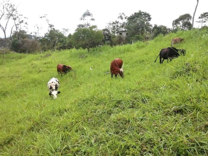 Finca en venta Cundinamarca La Mesa El Centro 170 m2 Habitaciones 7 Baños 4 Garajes 10 Precio $1455000000