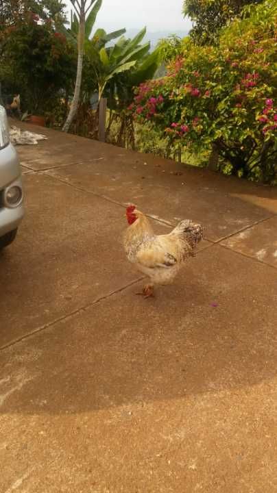 Casa en venta Valle Del Cauca Jamundí Cr Alegra 0 m2 Habitaciones 6 Baños 2 Garajes 9 Precio $420000000