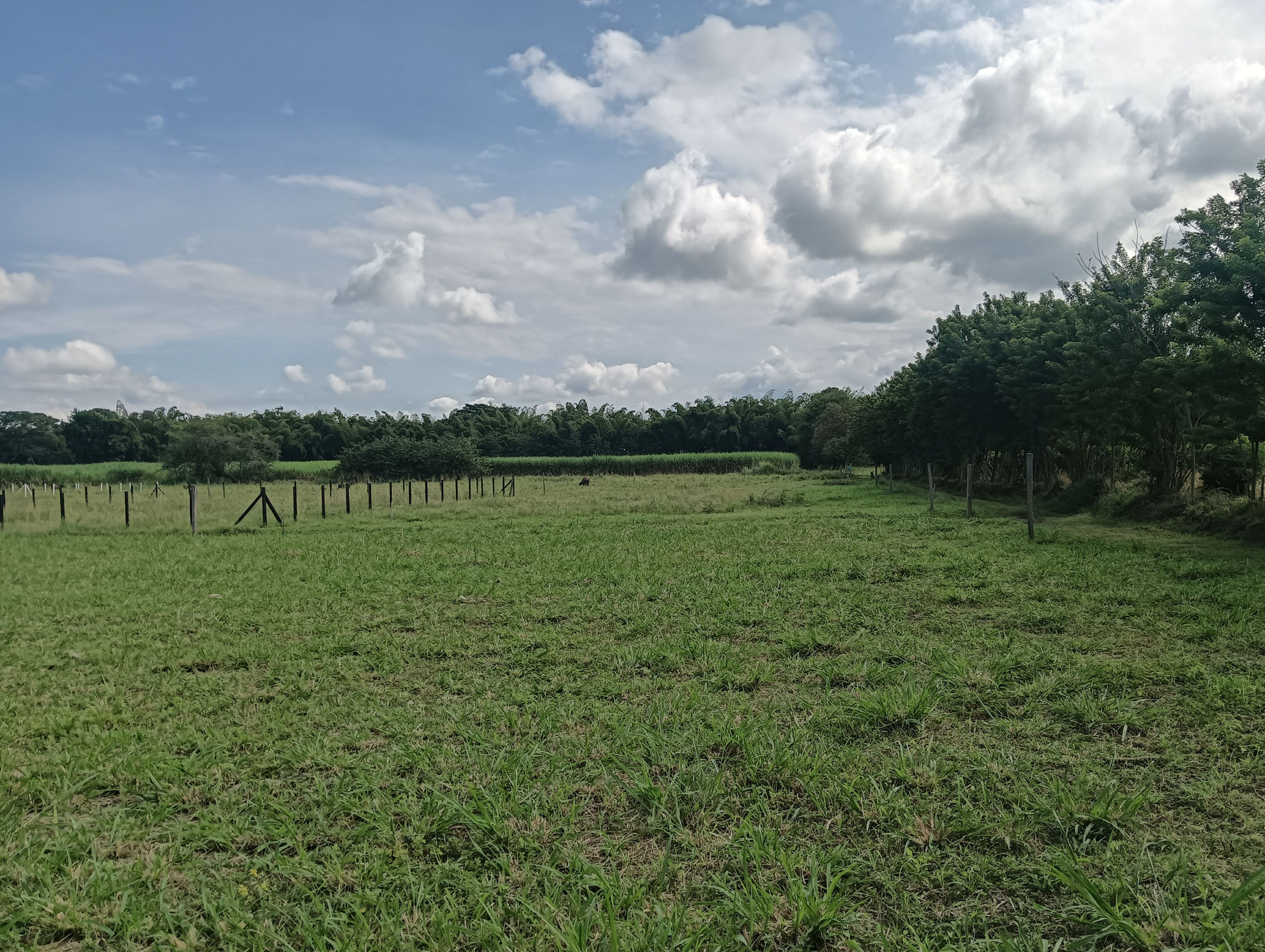 Lote en venta Valle Del Cauca Candelaria Pueblito Viejo 1000 m2 Habitaciones 0 Baños 0 Garajes 0 Precio $250000000