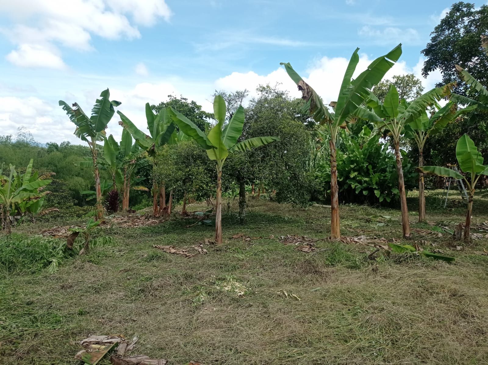 Lote en venta Risaralda Pereira Ur Jose Maria Cordoba 10000 m2 Habitaciones 0 Baños 0 Garajes 6 Precio $620000000