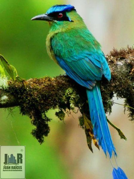 Lote en arriendo Antioquia Caldas Caldas 6500 m2 Habitaciones 0 Baños 0 Garajes 0 Precio $10000000