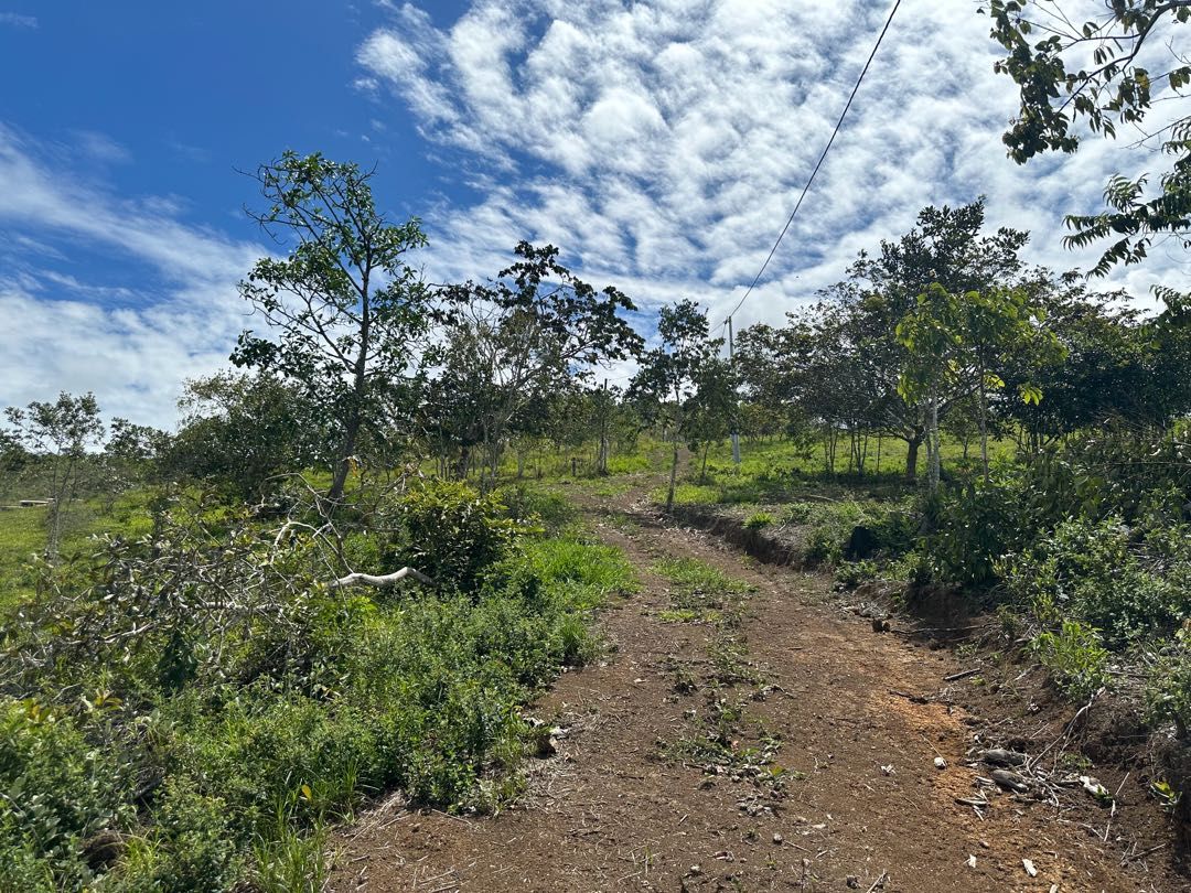 Lote en venta Valle Del Cauca La Cumbre La Cumbre 3500 m2 Habitaciones 0 Baños 0 Garajes 0 Precio $110000000