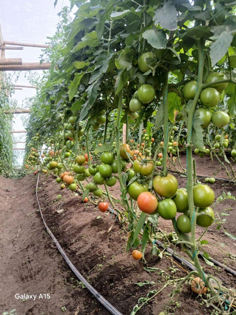 Finca en venta Antioquia San Vicente San Vicente 350 m2 Habitaciones 5 Baños 5 Garajes 0 Precio $8000000000