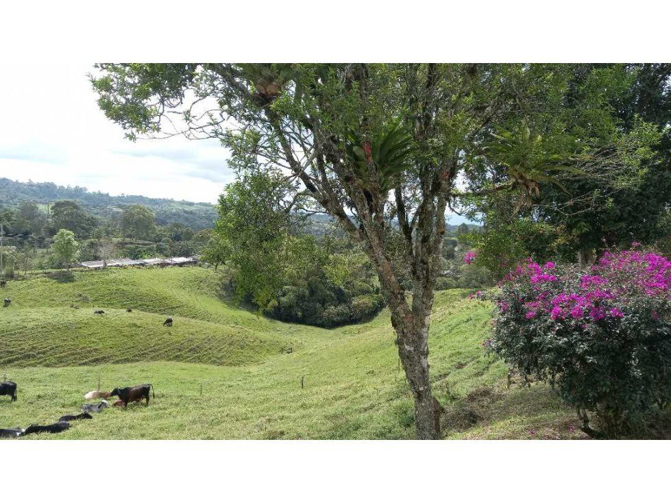 Lote en venta Quindío Filandia Filandia 51200 m2 Habitaciones 0 Baños 0 Garajes 0 Precio $790000000