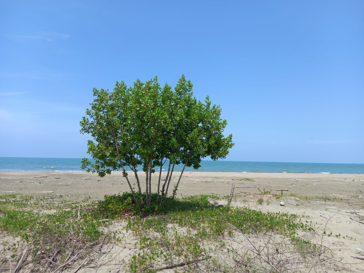 Lote en venta Bolívar Cartagena Cartagena 76 m2 Habitaciones 0 Baños 0 Garajes 0 Precio $13800000000