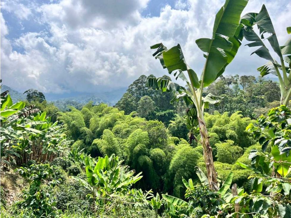 Lote en venta Quindío Córdoba Córdoba 11000 m2 Habitaciones 0 Baños 0 Garajes 0 Precio $250000000