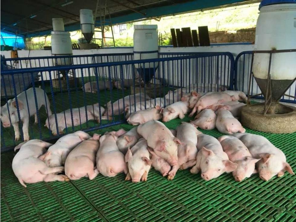 Finca en venta Valle Del Cauca Guadalajara De Buga Guadalajara De Buga 113800 m2 Habitaciones 4 Baños 3 Garajes 10 Precio $1800000000