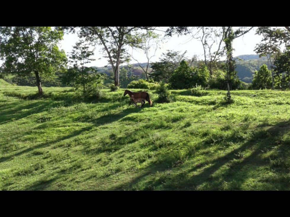 Finca en venta Caldas Victoria Victoria 301 m2 Habitaciones 4 Baños 3 Garajes 16 Precio $3000000000