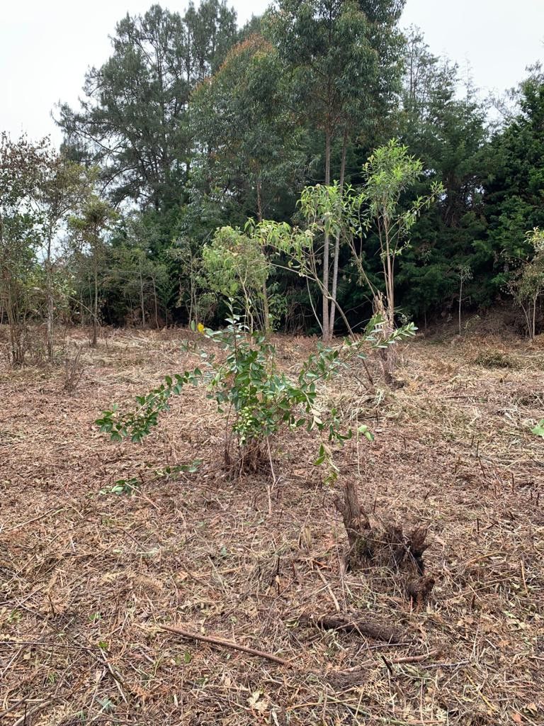 Lote en venta Antioquia Rionegro Rionegro 0 m2 Habitaciones 0 Baños 0 Garajes 0 Precio $925800000