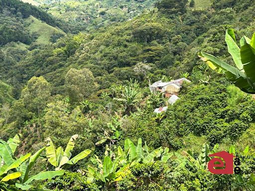 Finca en venta Antioquia La Ceja La Ceja 25400 m2 Habitaciones 3 Baños 1 Garajes 0 Precio $420000000