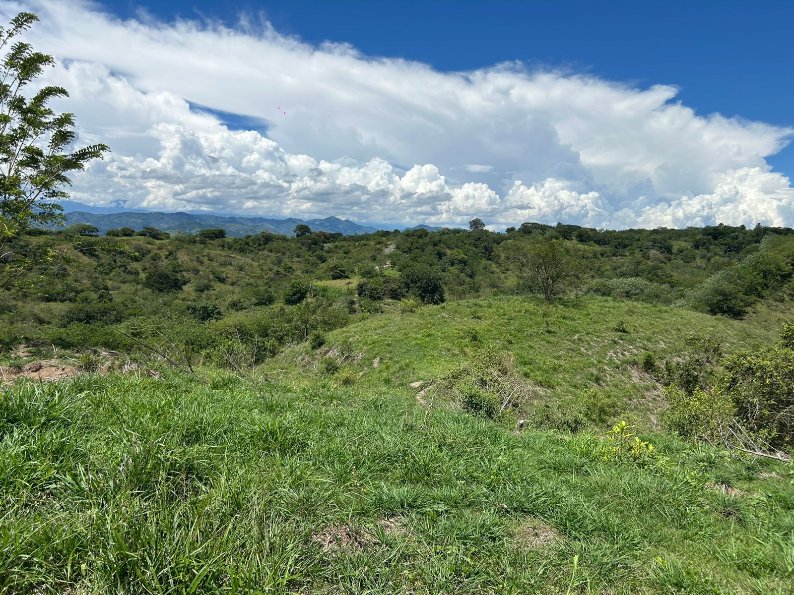 Lote en venta Risaralda Pereira Jardin De Velez Y Velez 10000 m2 Habitaciones 0 Baños 0 Garajes 0 Precio $350000000