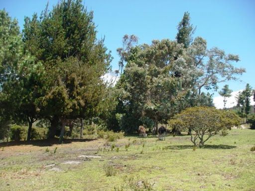 Lote en venta Cundinamarca Sopó Sopó 14717 m2 Habitaciones 0 Baños 0 Garajes 0 Precio $1070000000