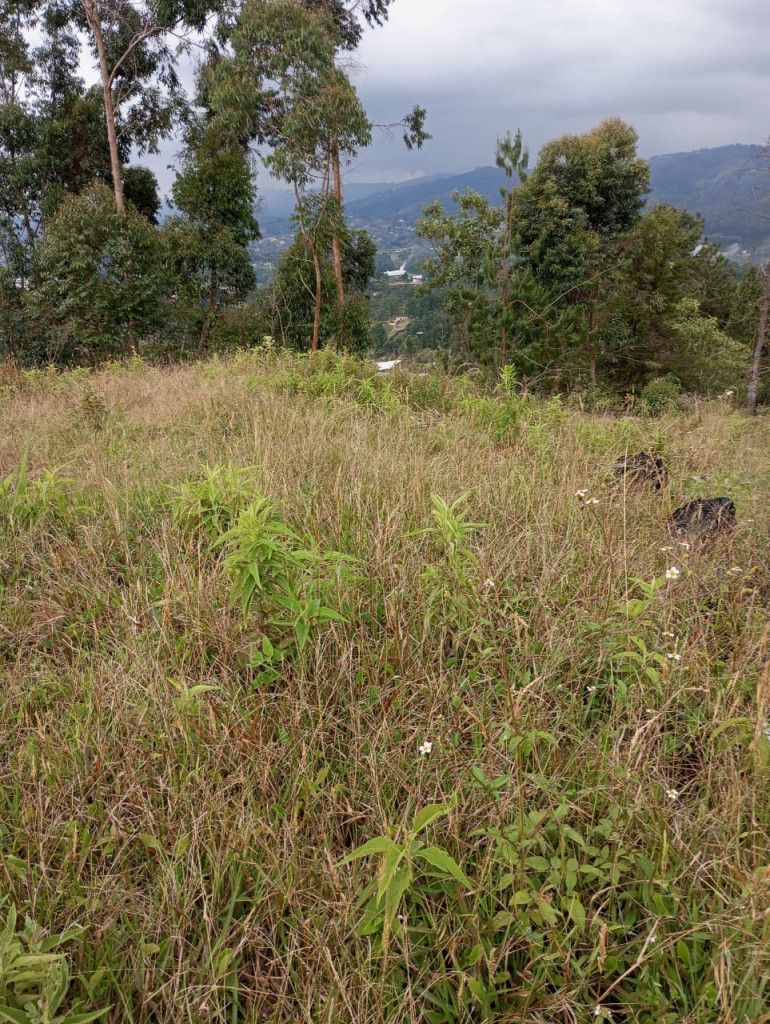 Lote en venta Antioquia Guarne San Antonio Ii 1 m2 Habitaciones 0 Baños 0 Garajes 0 Precio $1600000000