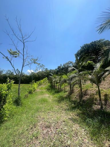 Lote en venta Risaralda Pereira Pereira 2308 m2 Habitaciones 0 Baños 0 Garajes 0 Precio $210000000