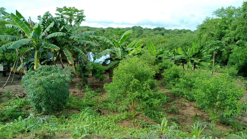 Lote en venta Atlántico Baranoa Centro 30000 m2 Habitaciones 0 Baños 0 Garajes 0 Precio $210000000