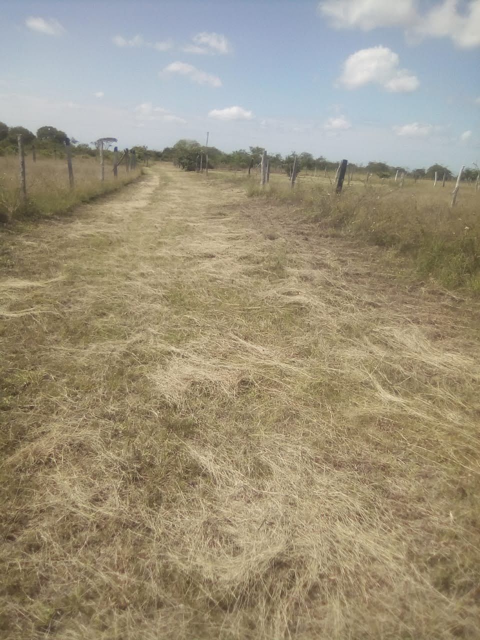 Lote en venta Tolima Guamo Guamo 300 m2 Habitaciones 0 Baños 0 Garajes 0 Precio $30000000