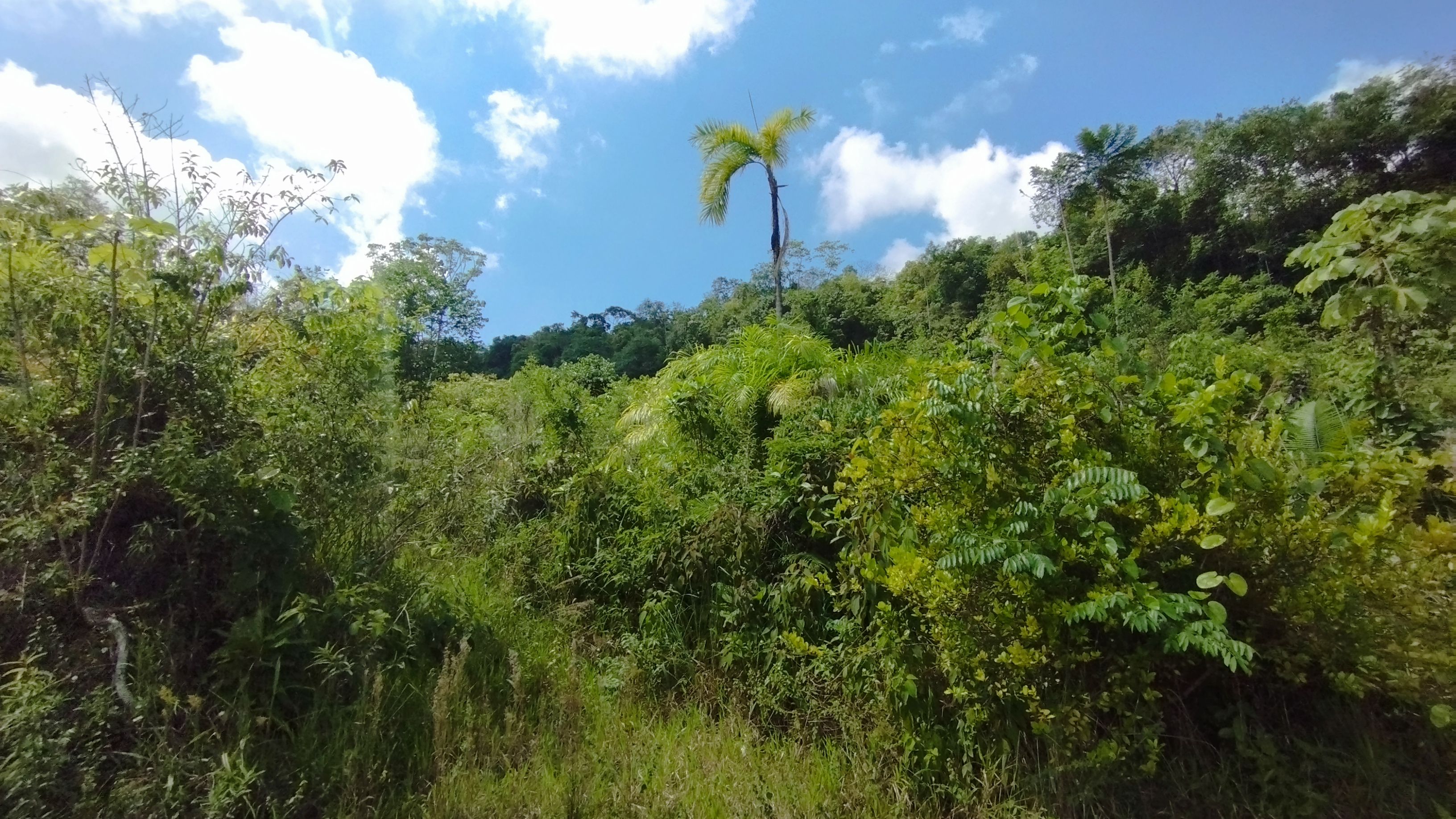 Lote en venta Santander Betulia Boyaca 124000 m2 Habitaciones 0 Baños 0 Garajes 0 Precio $200000000