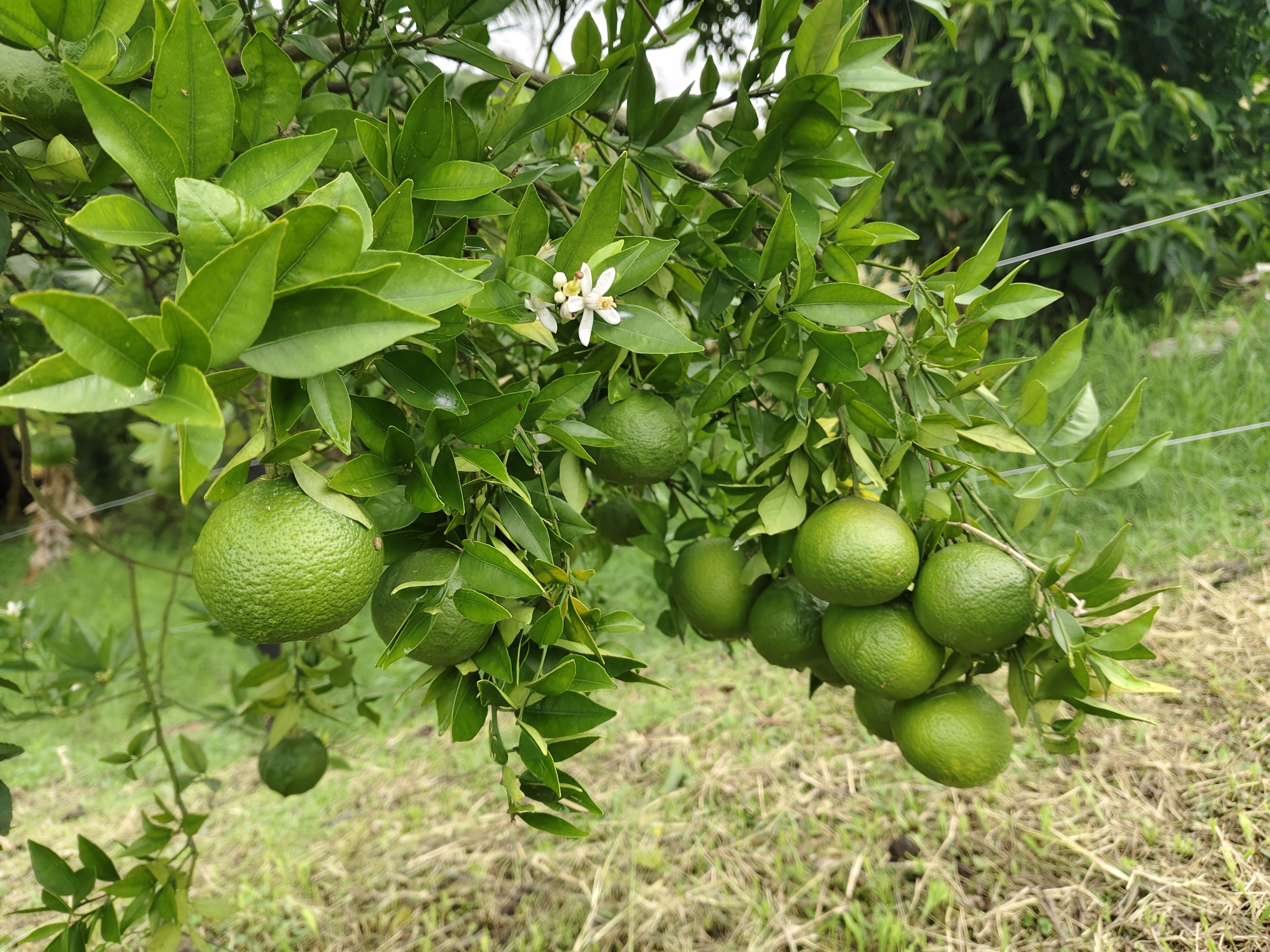 Finca en venta Antioquia Fredonia Zancudo 145 m2 Habitaciones 3 Baños 2 Garajes 4 Precio $990000000