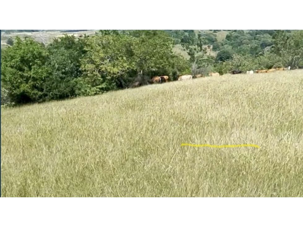 Finca en venta Valle Del Cauca Guadalajara De Buga Guadalajara De Buga 350 m2 Habitaciones 3 Baños 2 Garajes 10 Precio $1750000000