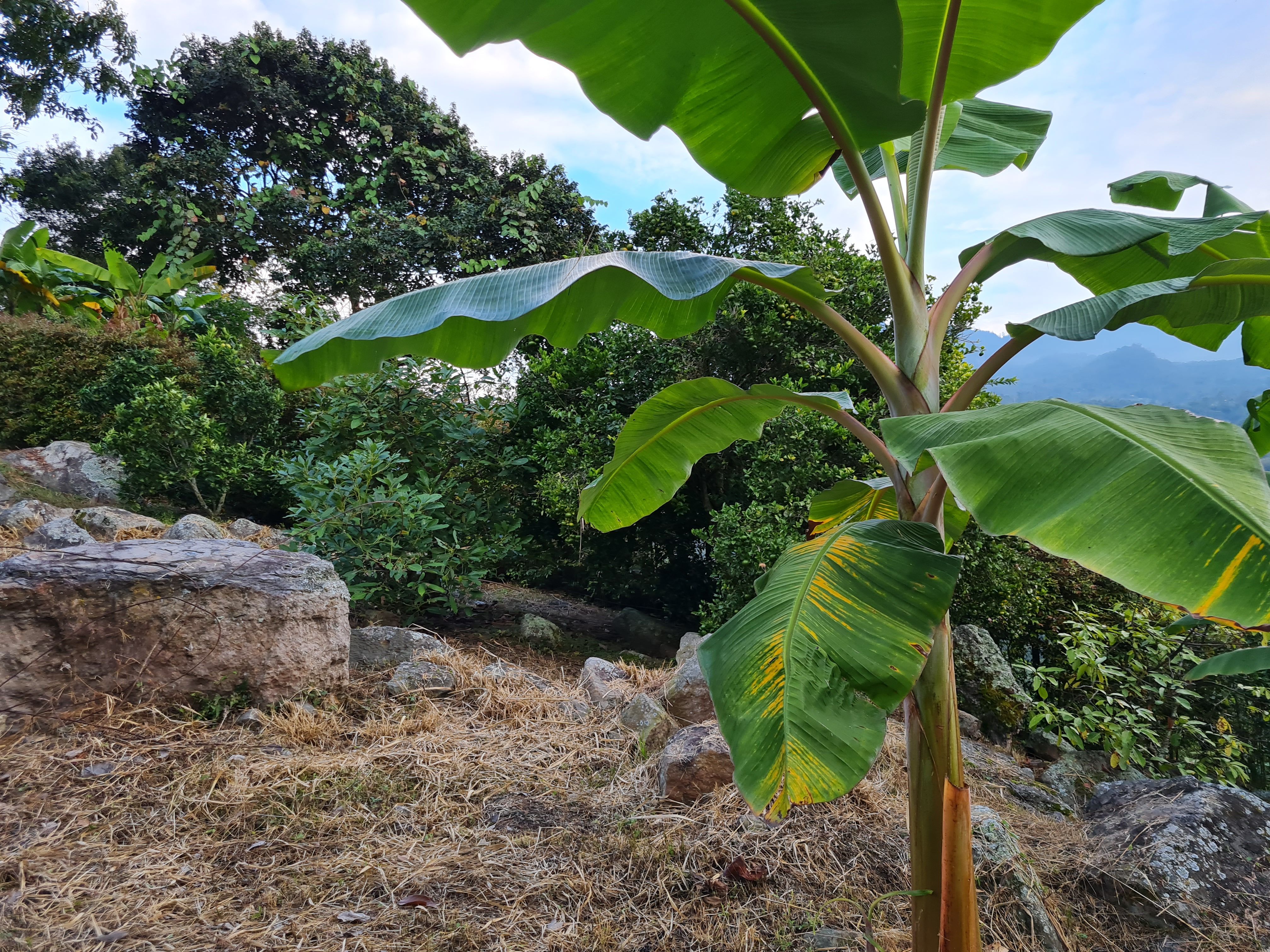 Finca en venta Cundinamarca San Antonio Del Tequendama San Antonio Del Tequendama 180 m2 Habitaciones 3 Baños 2 Garajes 6 Precio $620000000