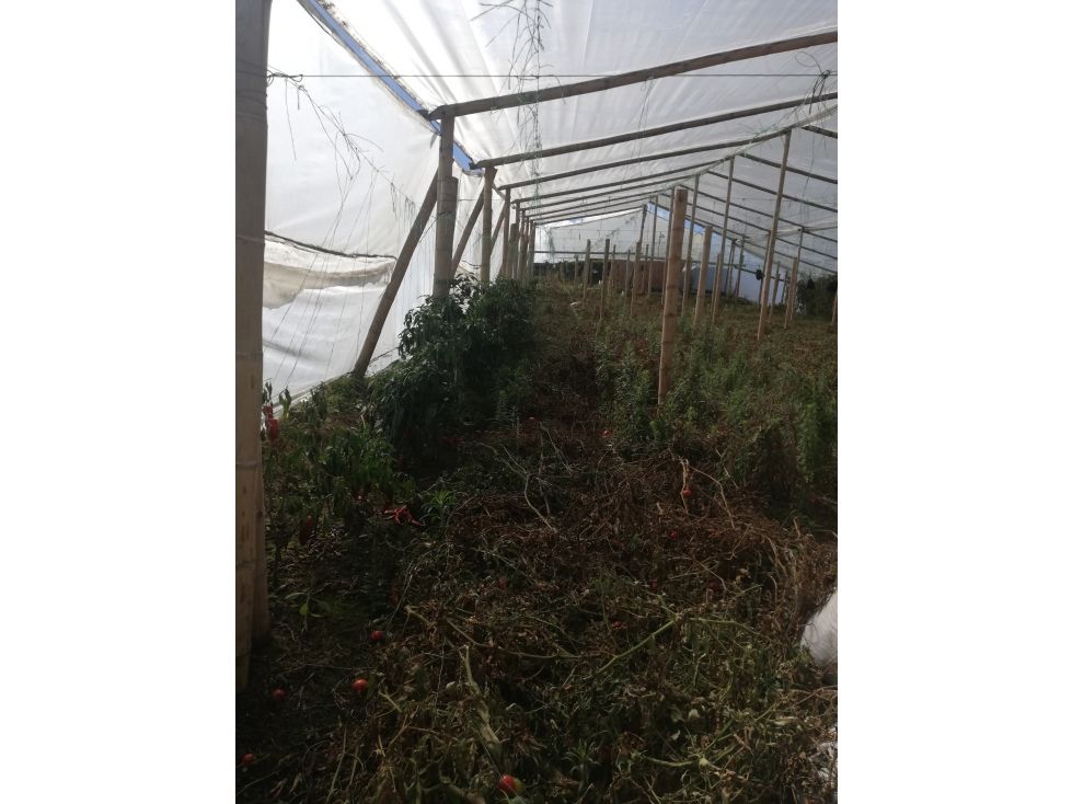 Lote en venta Antioquia San Vicente San Vicente 50000 m2 Habitaciones 0 Baños 0 Garajes 0 Precio $1500000000