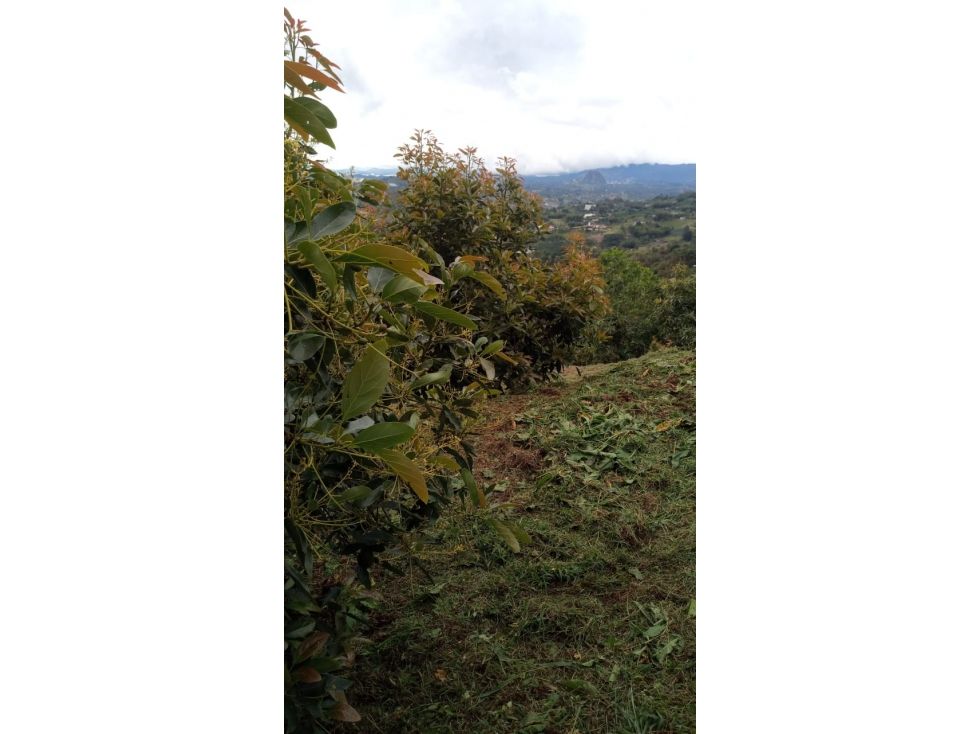 Lote en venta Antioquia Peñol Peñol 6838 m2 Habitaciones 0 Baños 0 Garajes 1 Precio $400000000