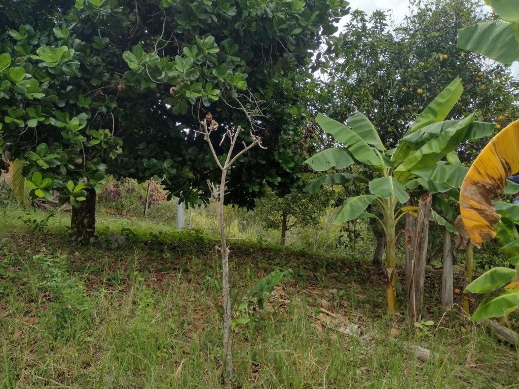 Lote en venta Cundinamarca Anapoima Anapoima 0 m2 Habitaciones 0 Baños 0 Garajes 0 Precio $160000000