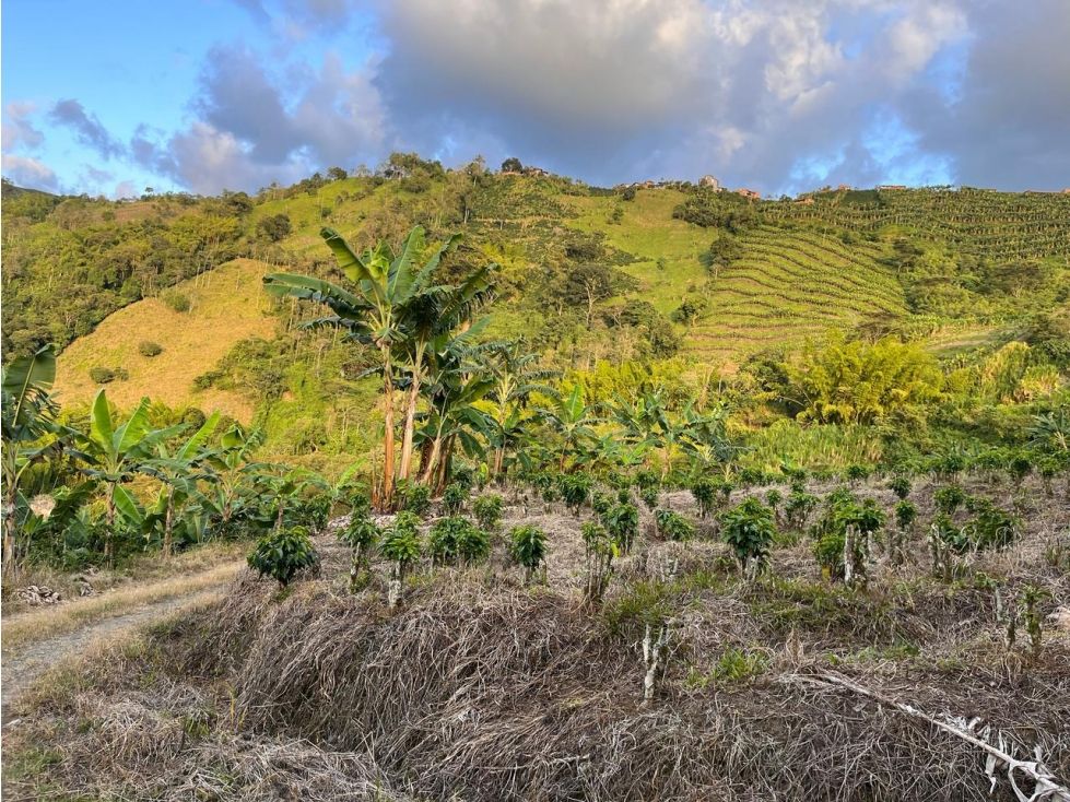 Lote en venta Caldas Manizales Manizales 16000 m2 Habitaciones 0 Baños 0 Garajes 0 Precio $155000000