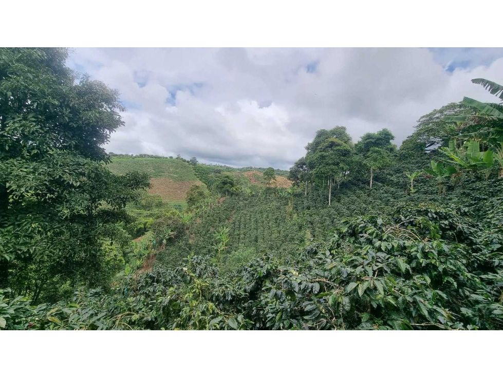 Finca en venta Quindío Filandia Filandia 250 m2 Habitaciones 4 Baños 2 Garajes 2 Precio $1200000000