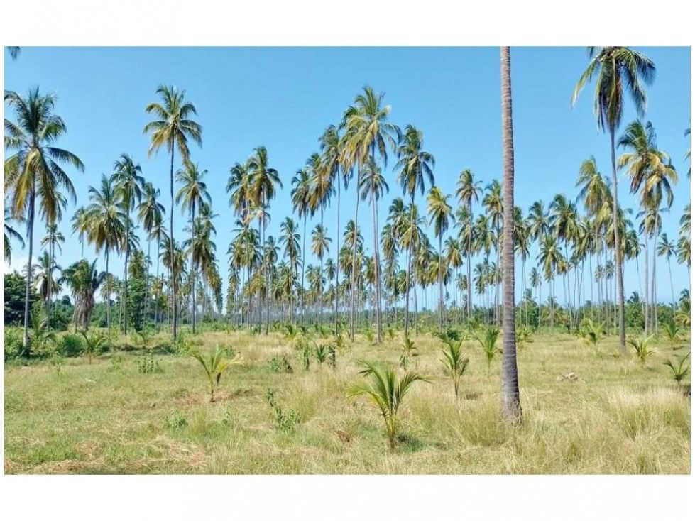 Lote en venta Magdalena Santa Marta Santa Marta 10000 m2 Habitaciones 0 Baños 0 Garajes 0 Precio $990000000