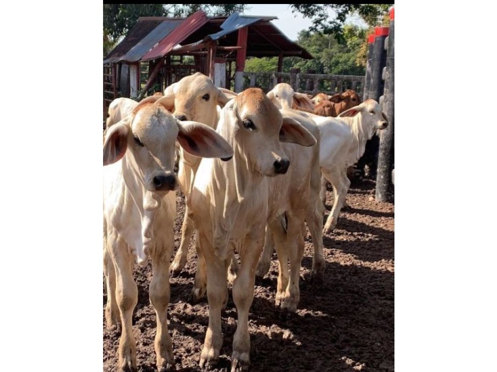 Finca en venta Meta Puerto López Puerto Lopez 400 m2 Habitaciones 0 Baños 4 Garajes 0 Precio $19500000000