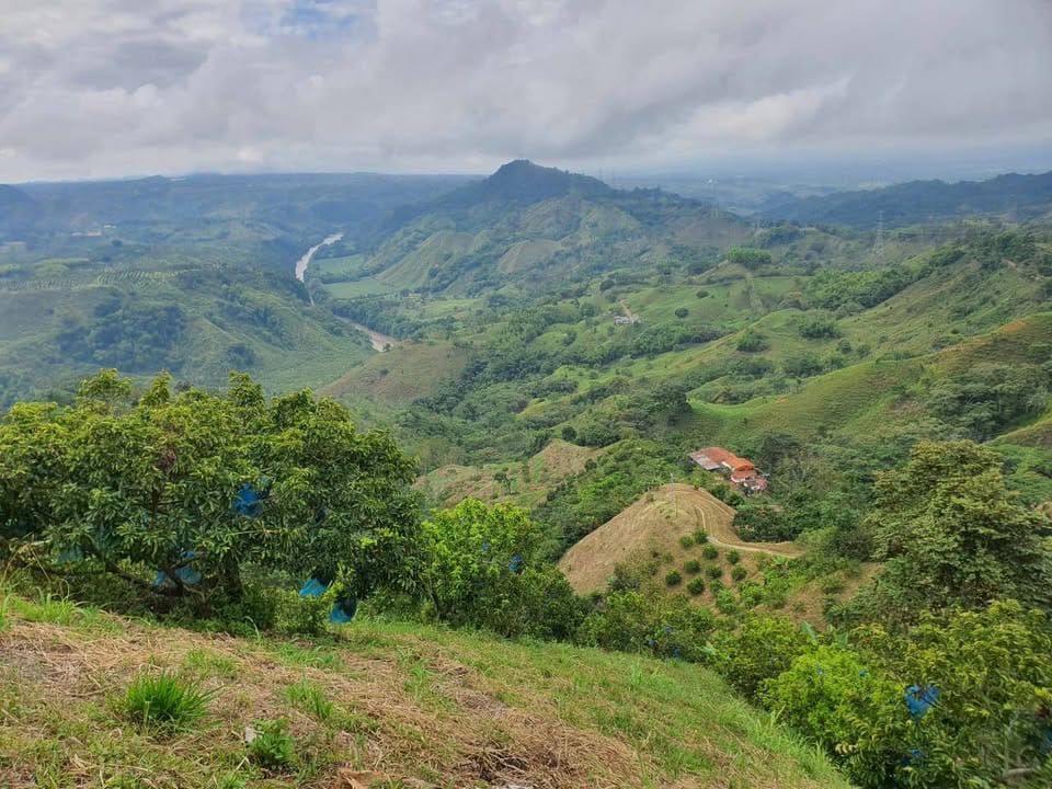 Finca en venta Risaralda La Virginia Br Pedro Pablo Bello 150000 m2 Habitaciones 0 Baños 0 Garajes 0 Precio $1200000000