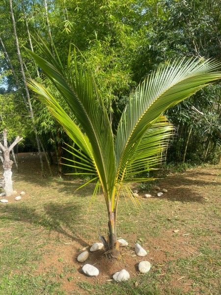 Finca en venta Valle Del Cauca La Cumbre La Cumbre 300 m2 Habitaciones 4 Baños 2 Garajes 10 Precio $320000000