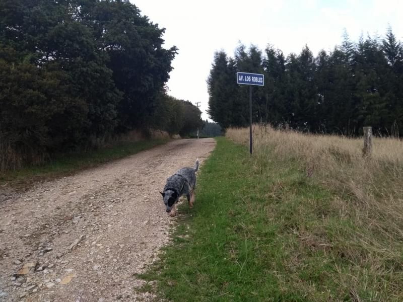 Lote en venta Cundinamarca Sopó Urbano Centro 2500 m2 Habitaciones 0 Baños 0 Garajes 0 Precio $479000000