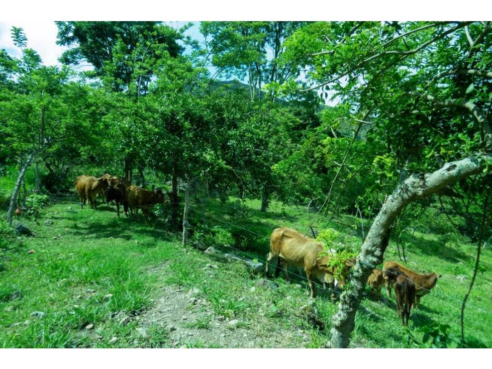 Finca en venta Tolima Melgar Melgar 200 m2 Habitaciones 13 Baños 5 Garajes 6 Precio $4000000000