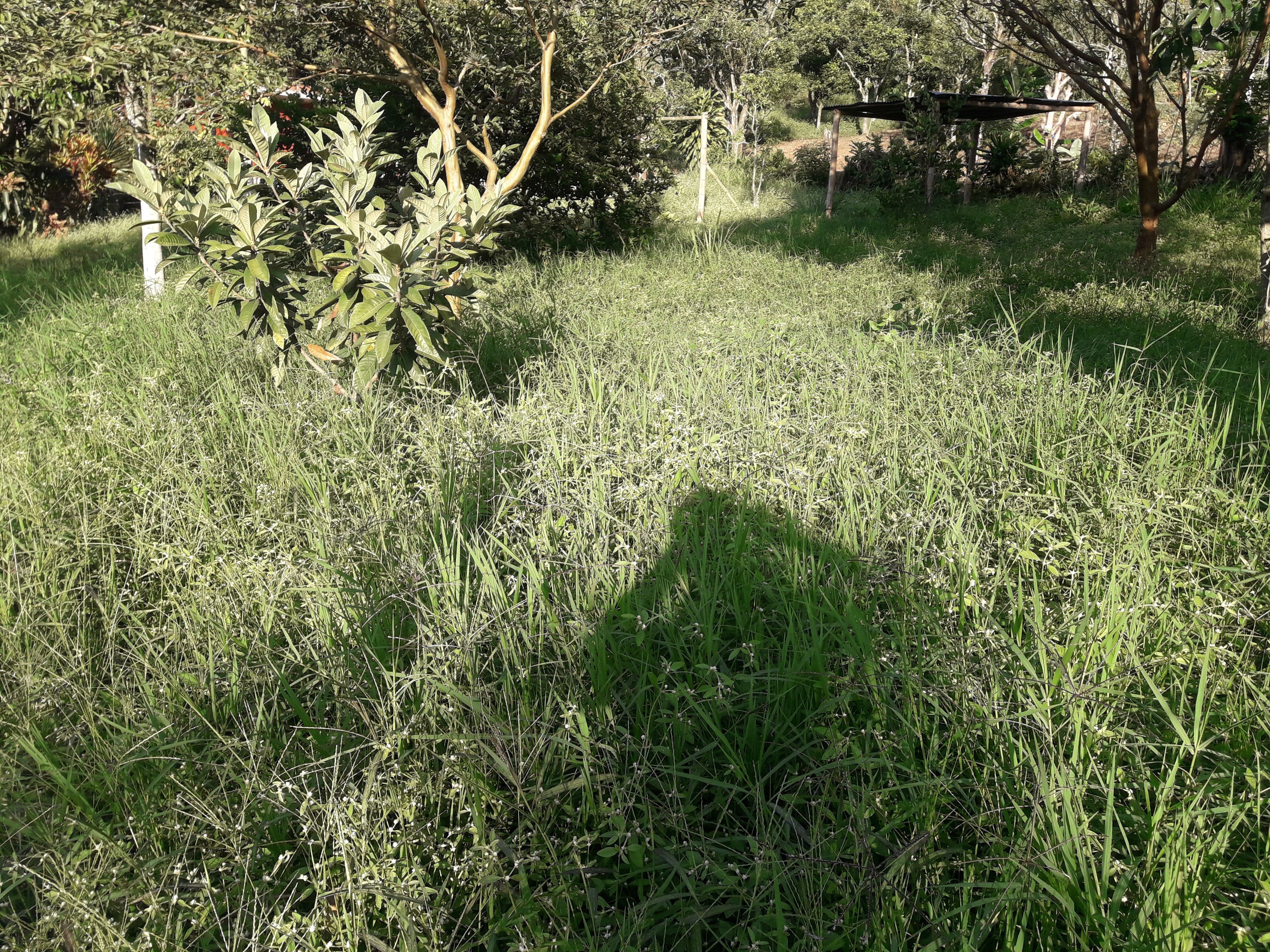 Lote en venta Antioquia Girardota Girardota 10826 m2 Habitaciones 0 Baños 0 Garajes 0 Precio $1280000000