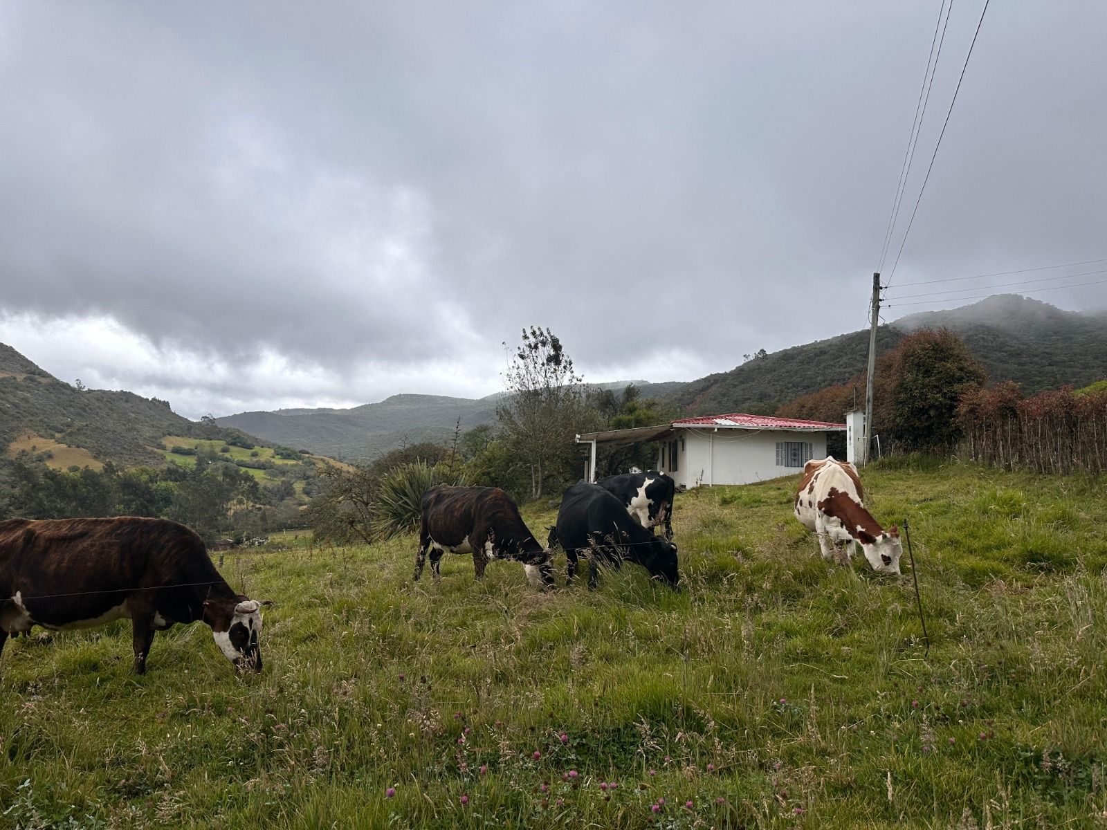Finca en venta Cundinamarca Chocontá Choconta 0 m2 Habitaciones 2 Baños 1 Garajes 0 Precio $390000000