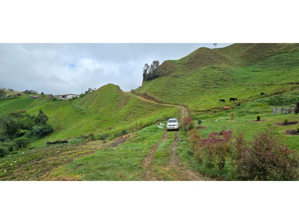 Finca en venta Antioquia El Carmen De Viboral Vereda La Florida 80 m2 Habitaciones 0 Baños 0 Garajes 0 Precio $550000000