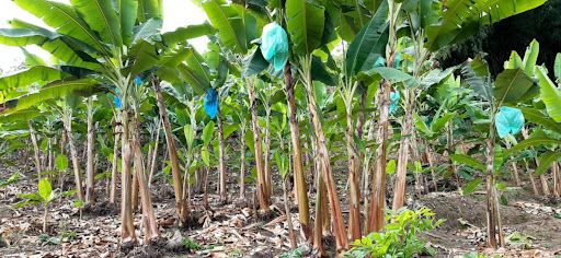 Finca en venta Risaralda Pereira Pereira 200 m2 Habitaciones 2 Baños 2 Garajes 3 Precio $320000000