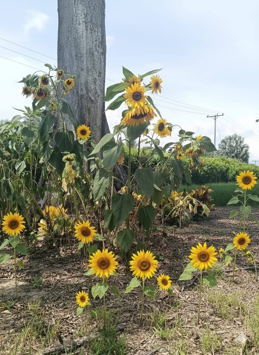 Lote en venta Valle Del Cauca Palmira Palmira 1 m2 Habitaciones 0 Baños 0 Garajes 0 Precio $521000000