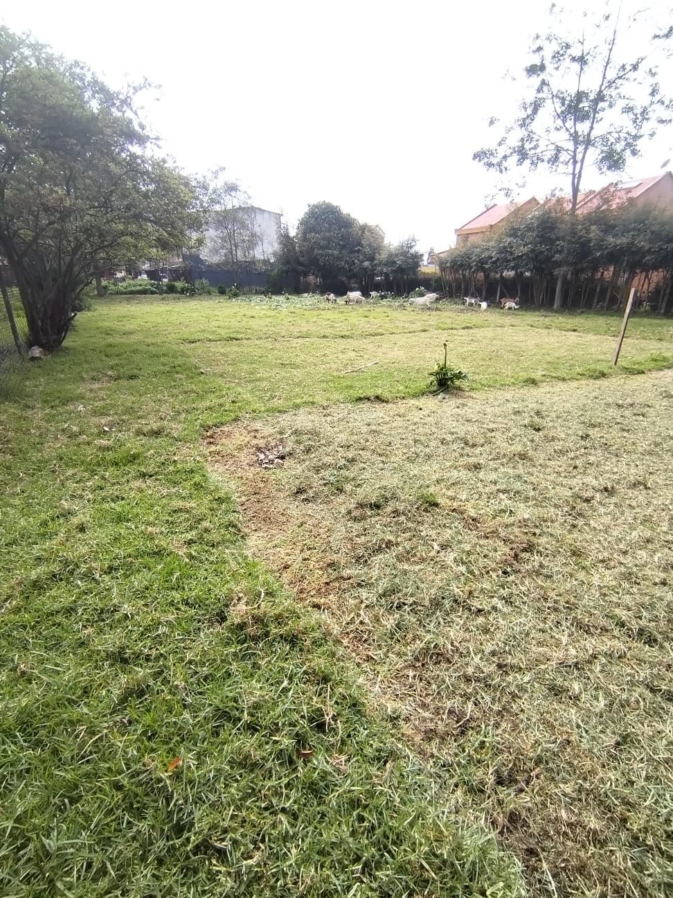 Lote en venta Cundinamarca Chía Urbanizacion Nuevo Milenio 1016 m2 Habitaciones 0 Baños 0 Garajes 0 Precio $740000000